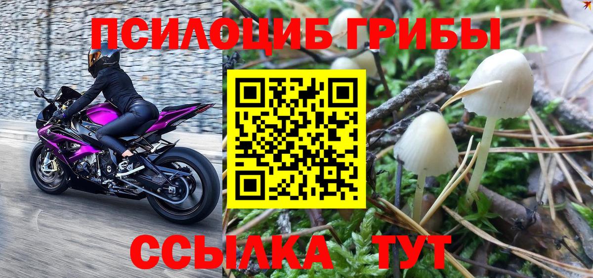Галлюциногенные грибы Psilocybine cubensis  сколько стоит  Вход с VPN  Шадринск  Псилоцибиновые грибы Magic Shrooms 